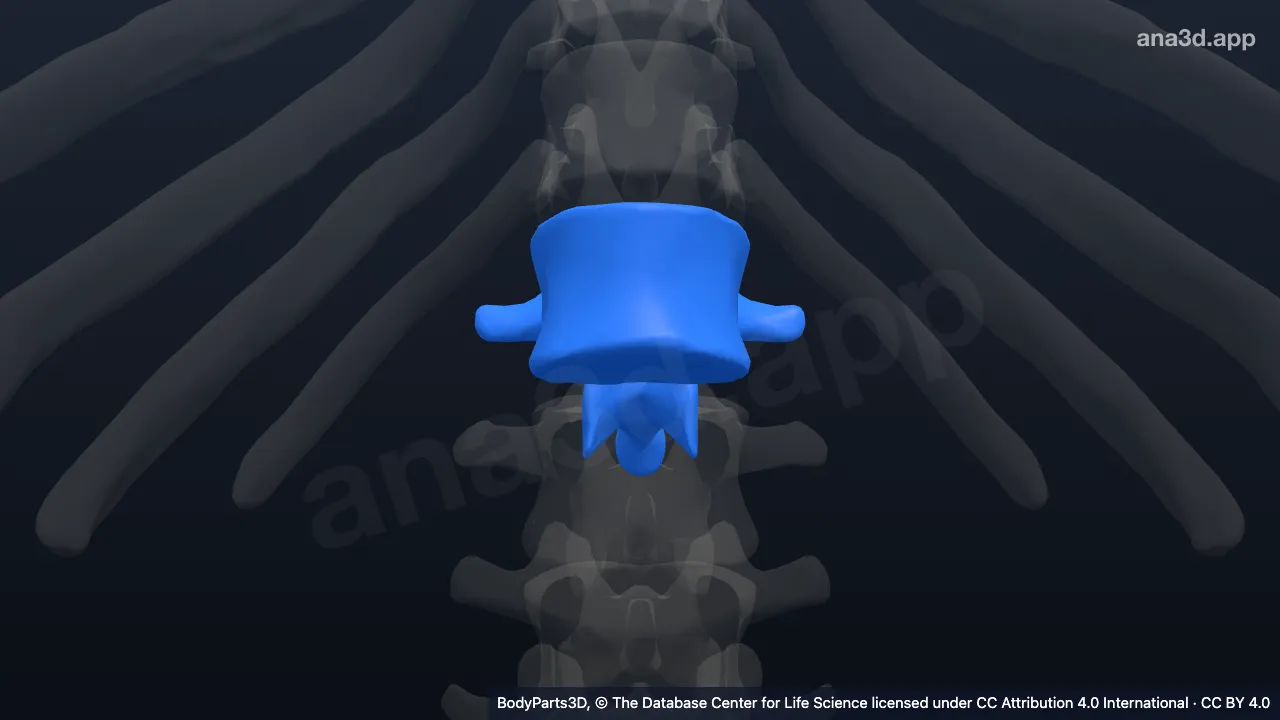 3D model: first lumbar vertebra