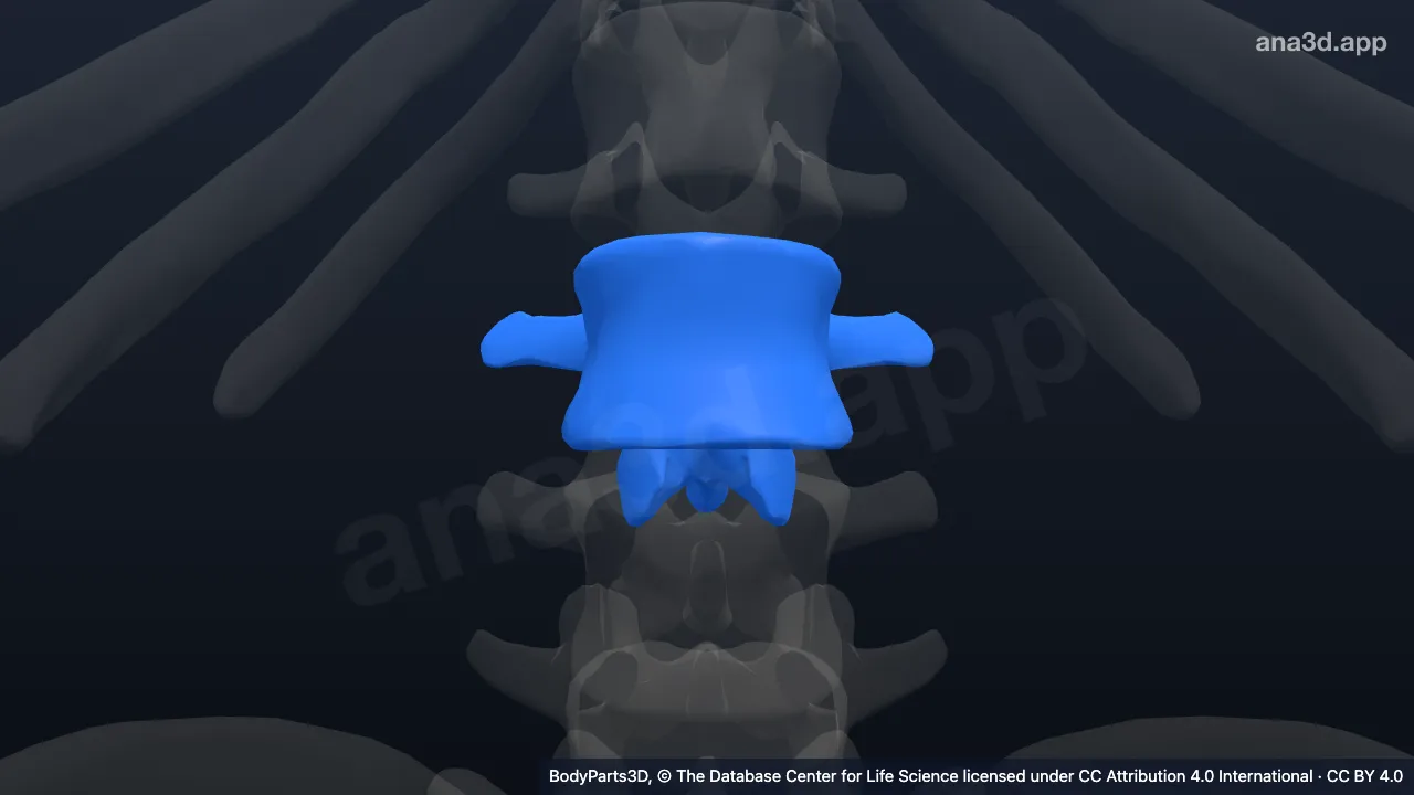 Model 3D: Vertebra lumbalis ke-2