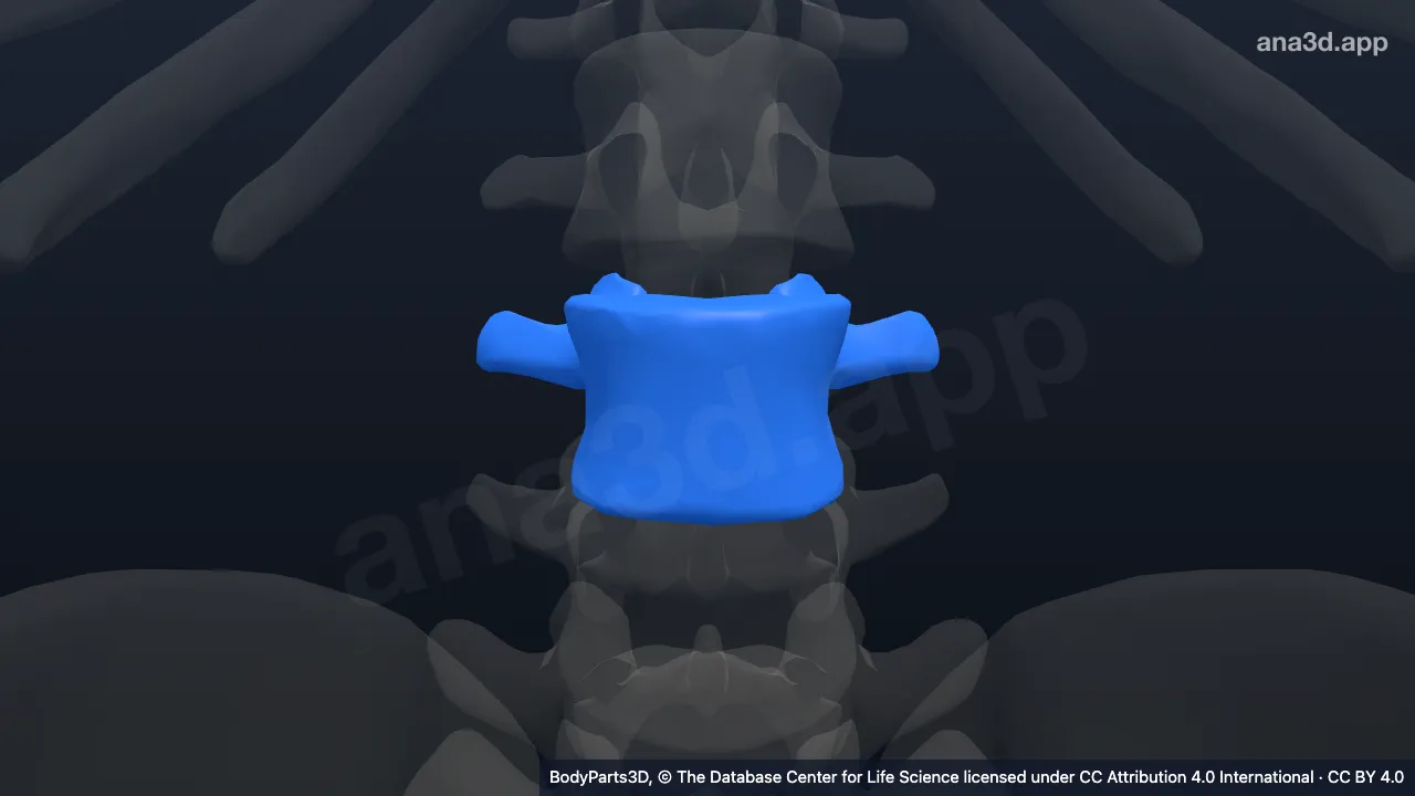 3D model: third lumbar vertebra