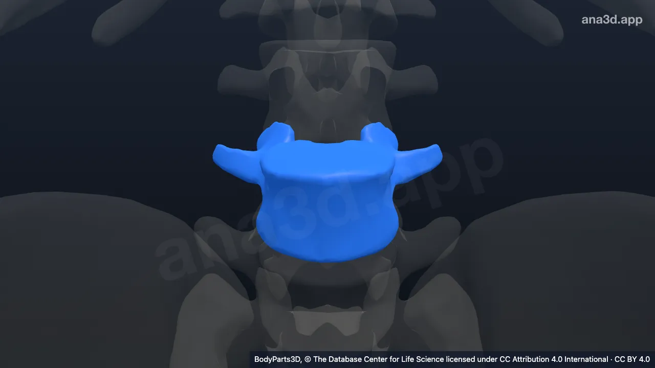 Model 3D: Vertebra lumbalis ke-4