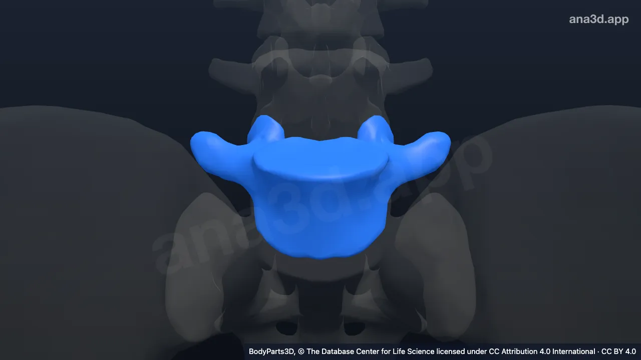 Modelo 3D: vértebra L5