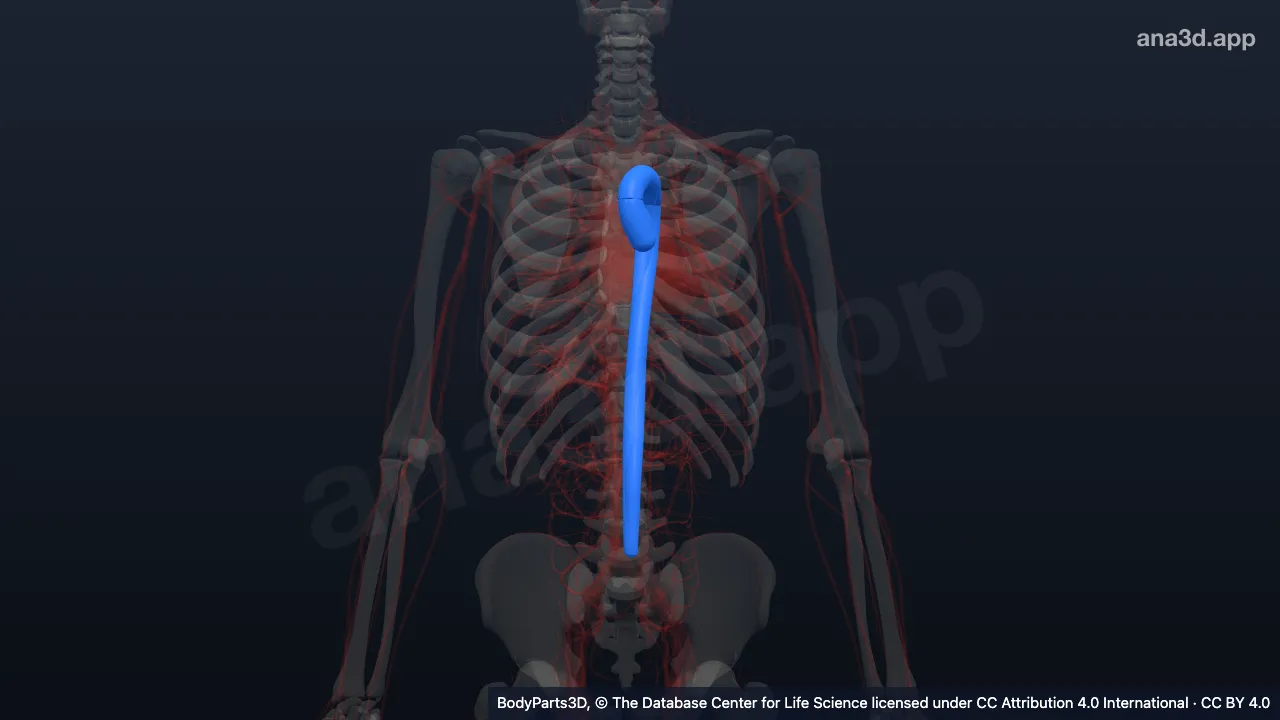 Modelo 3D: Segmento de la aorta
