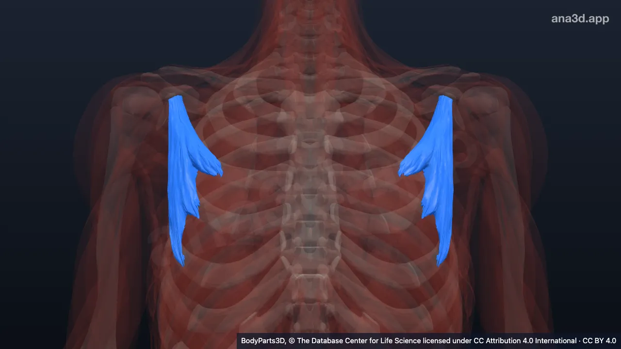 3D-Modell: Musculus pectoralis minor