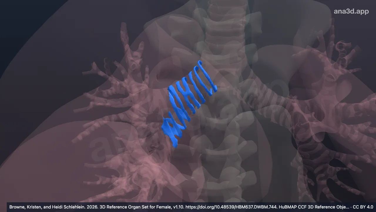 3D-Modell: Knorpel des rechten Hauptbronchus