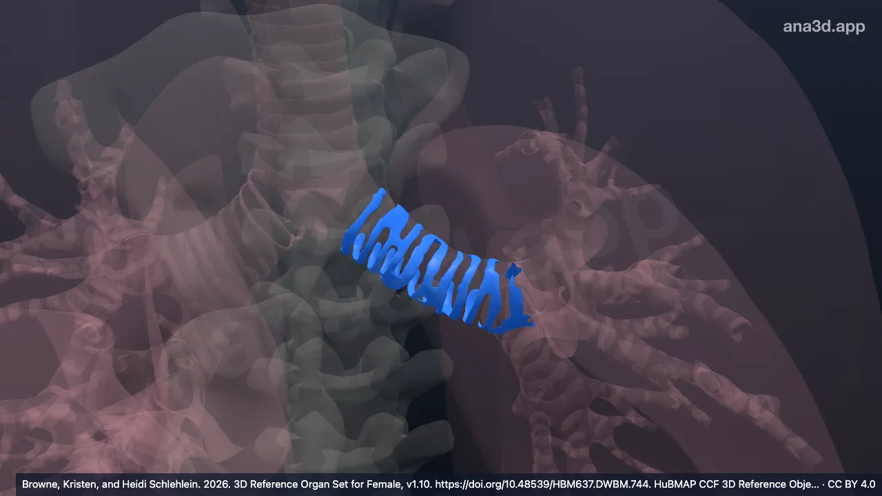 Modelo 3D: Cartílago del bronquio principal izquierdo