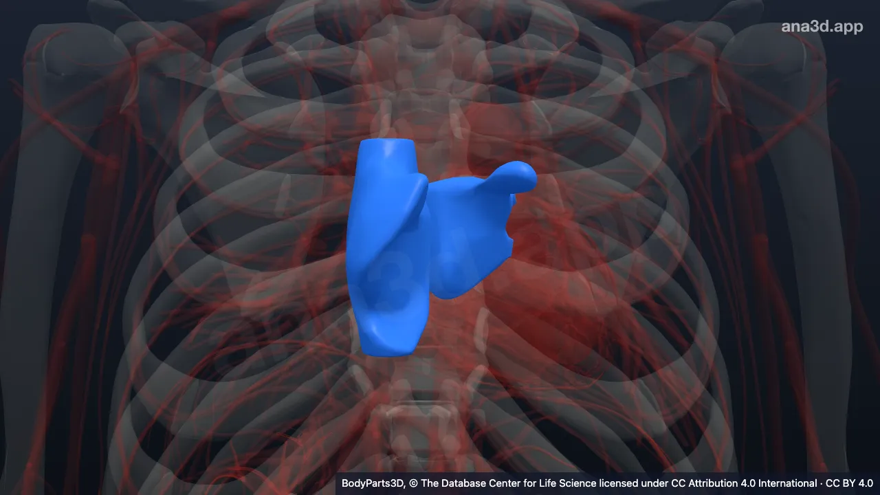3D model: cavity of atrium