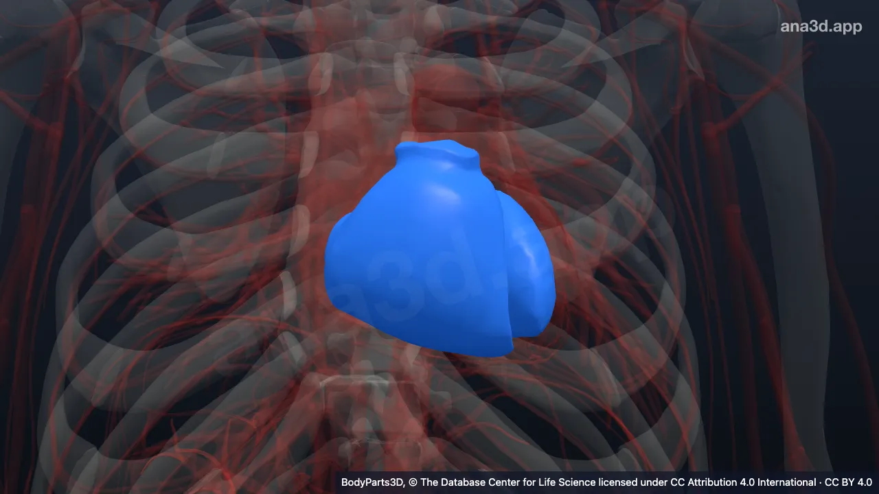 3D model: cavity of ventricle