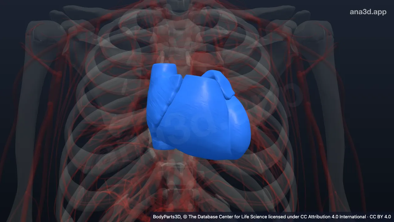 Model 3D: Dinding ruang jantung