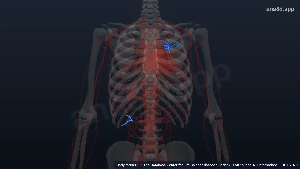 3D model: anterior segmental artery