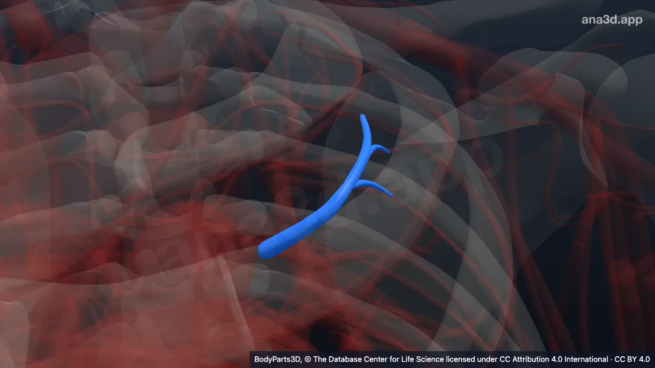 Modelo 3D: Artéria segmentar posterior