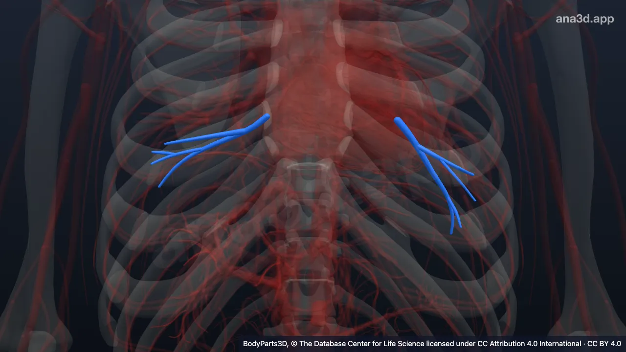3D model: lateral basal segmental vein