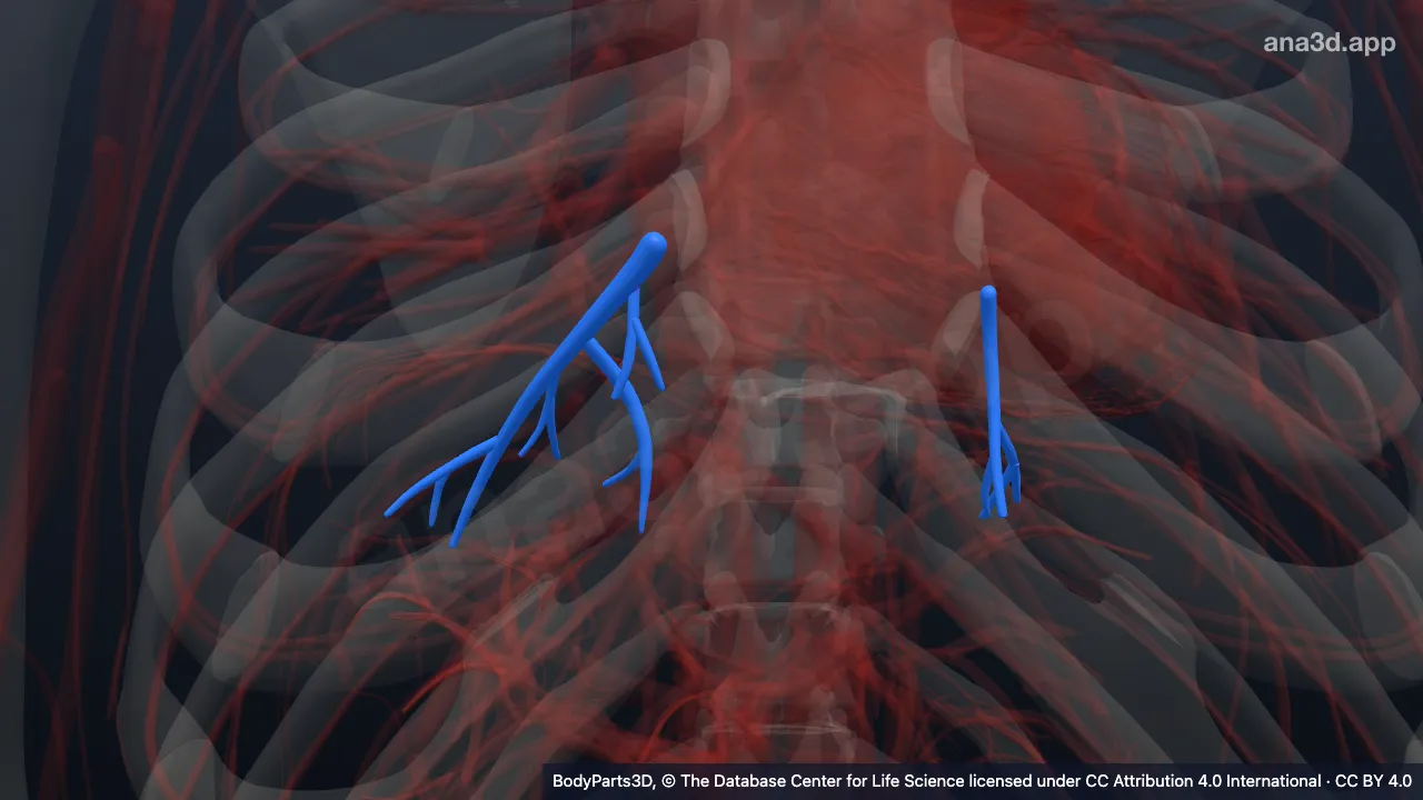 3D model: posterior basal segmental vein