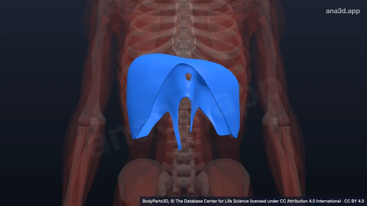 Diaphragm: anatomy, location and function