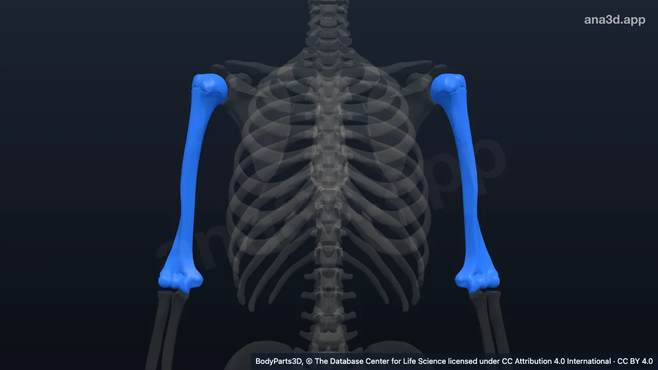 Humerus: anatomy, location and function