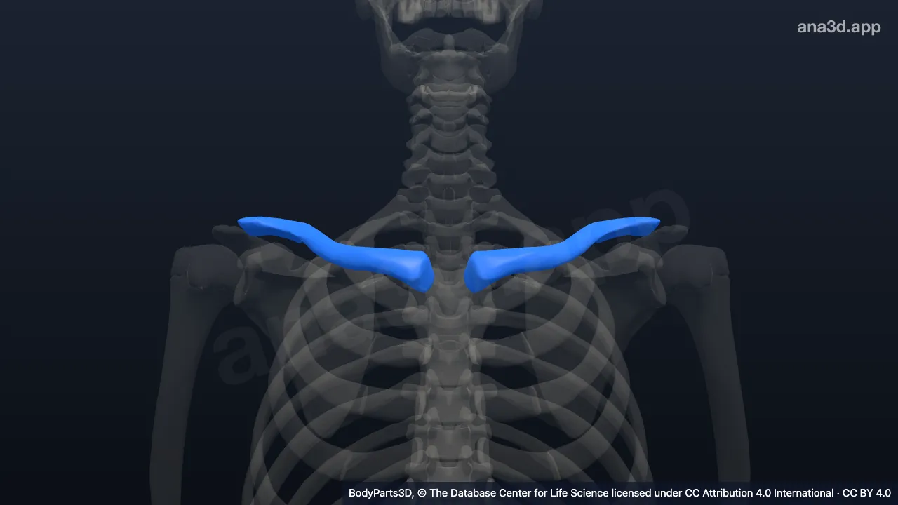Clavicle: anatomy, location and function