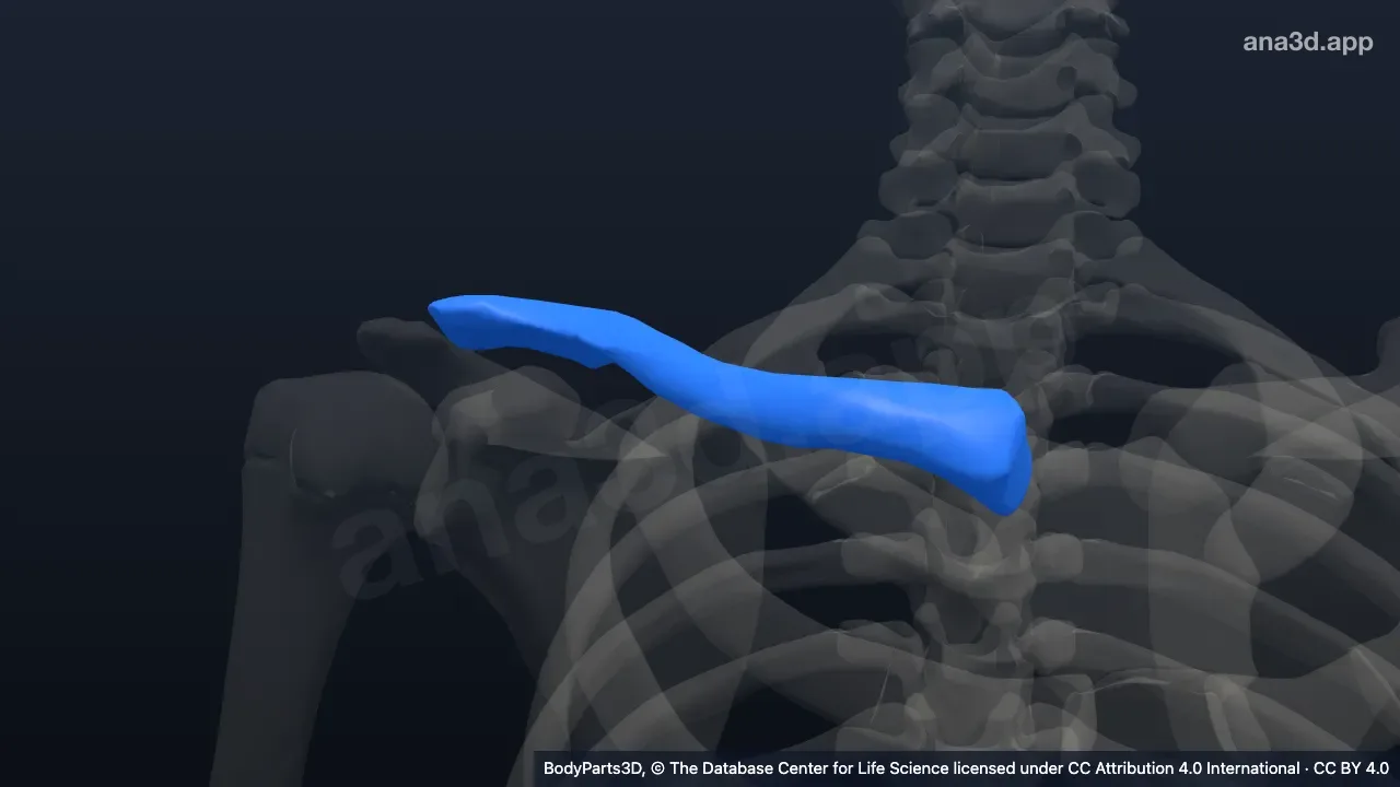 Modelo 3D: Clavícula derecha