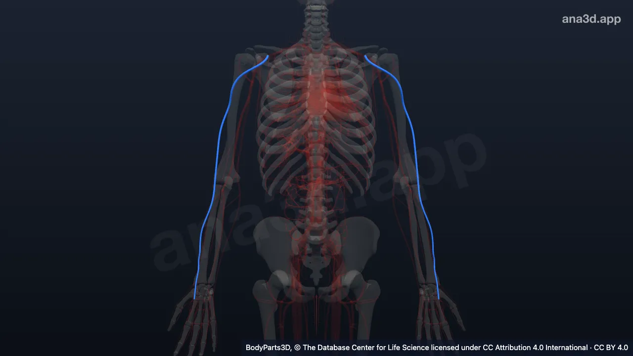 3D model: cephalic vein
