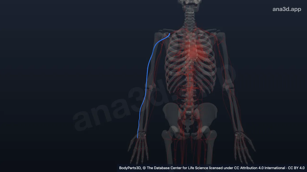 3D model: right cephalic vein