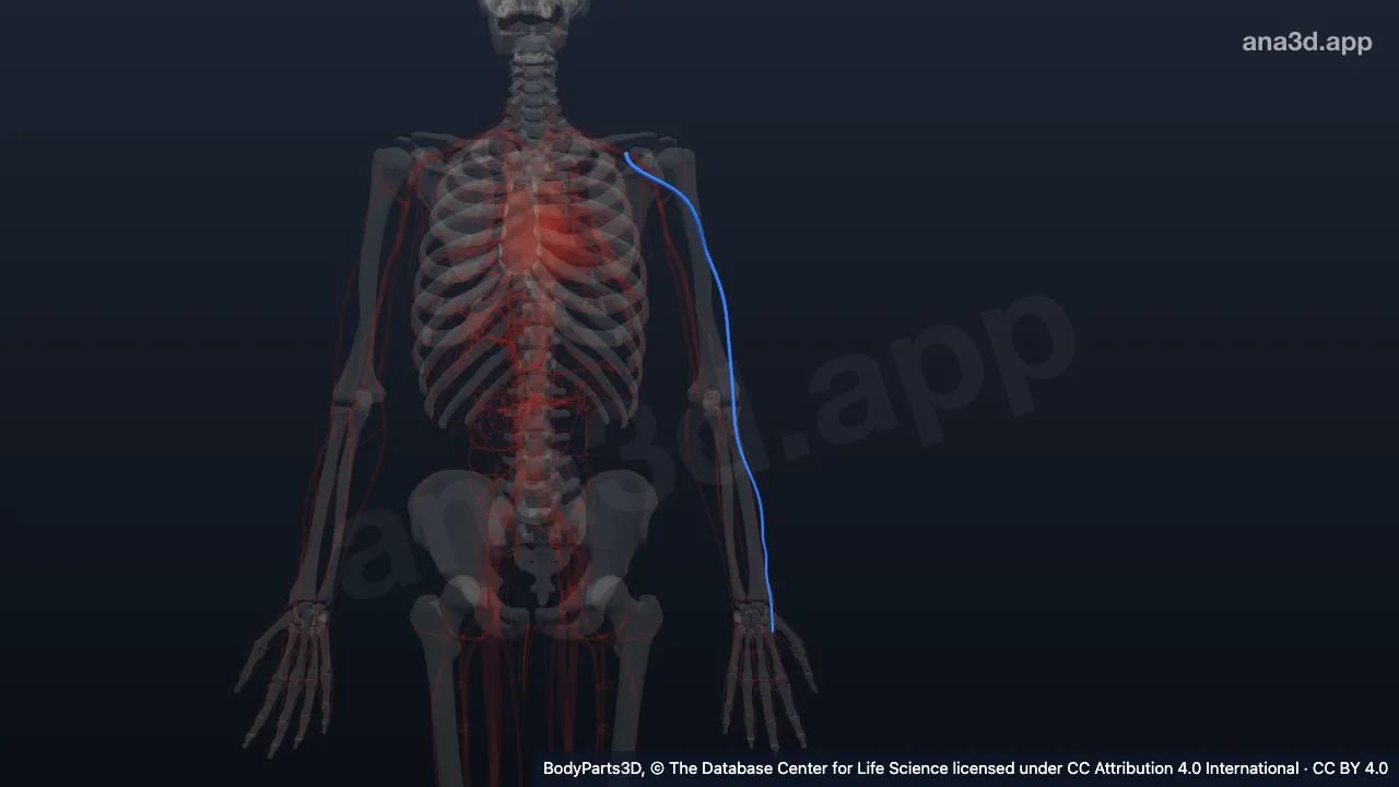 3D model: left cephalic vein
