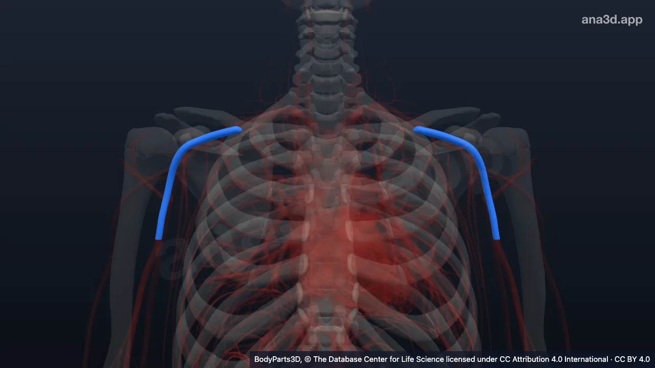 3D model: axillary vein