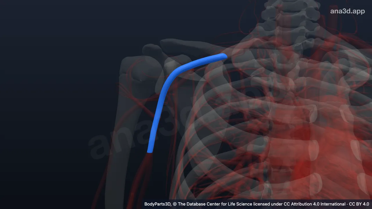 3D model: right axillary vein