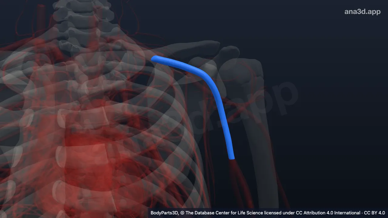 3D model: left axillary vein