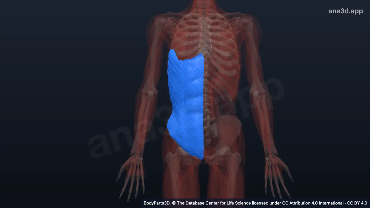 3D model: right external oblique