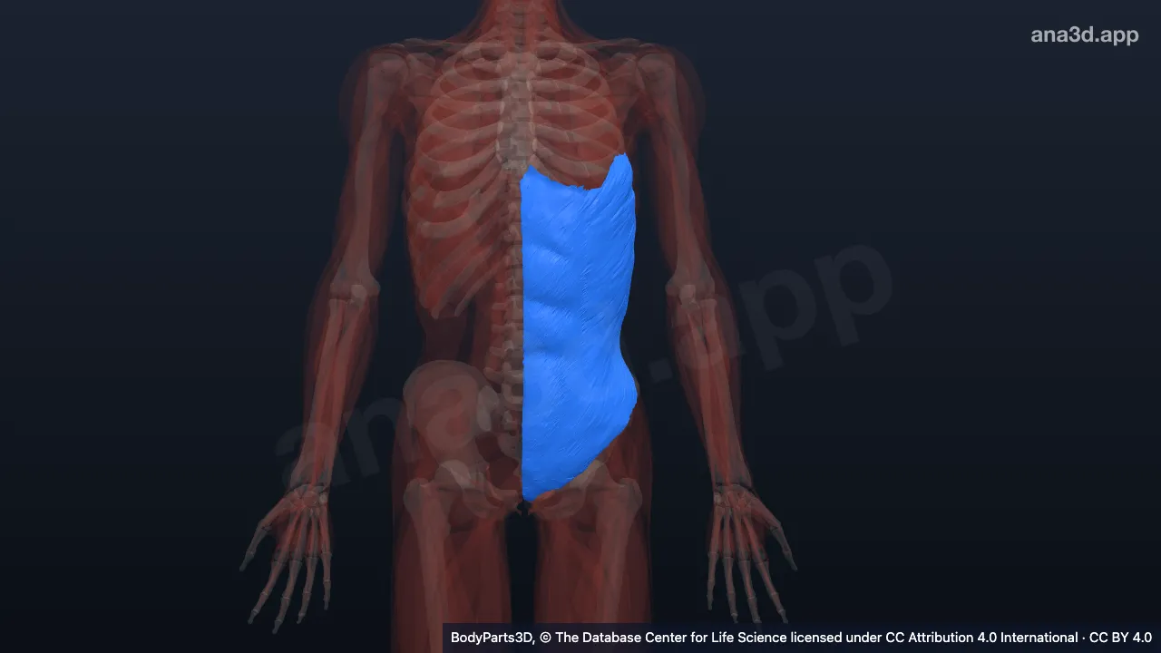 3D-Modell: Linker Musculus obliquus externus abdominis