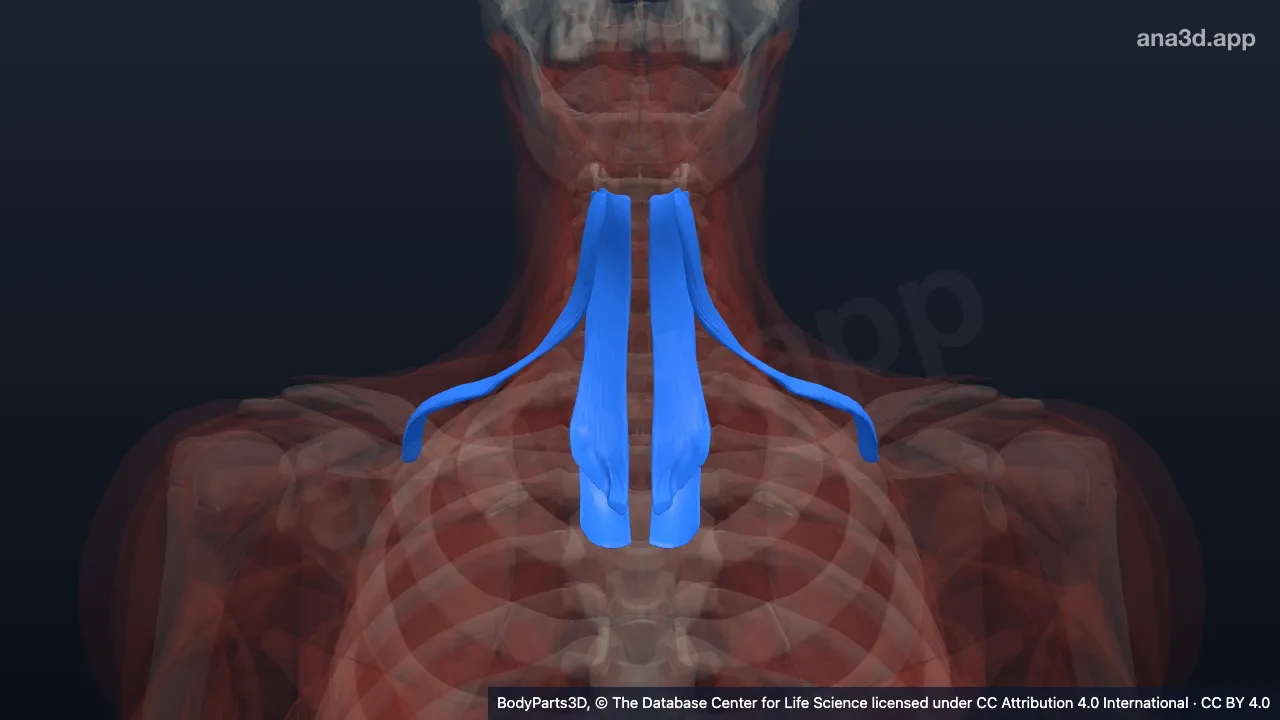3D model: infrahyoid muscle