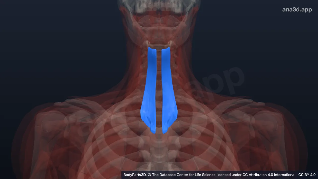 Model 3D: Otot sternohyoideus