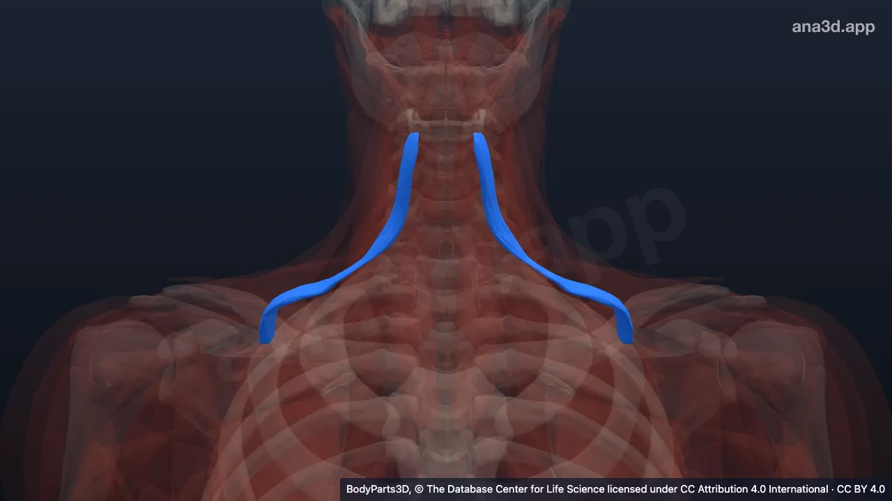 Modèle 3D : muscle omo-hyoïdien