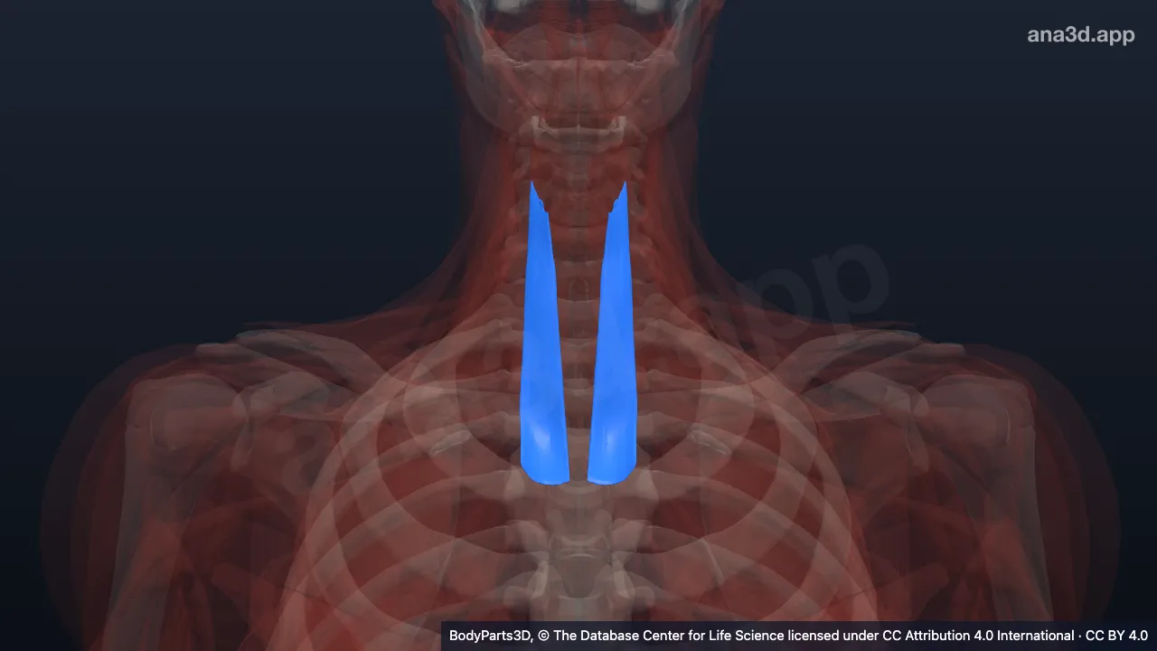 Mô hình 3D: Cơ ức giáp