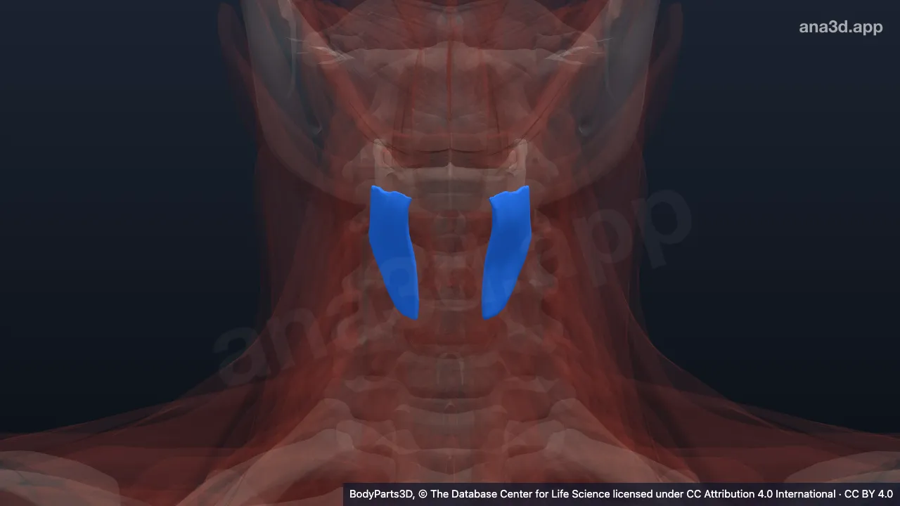 3D model: thyrohyoid