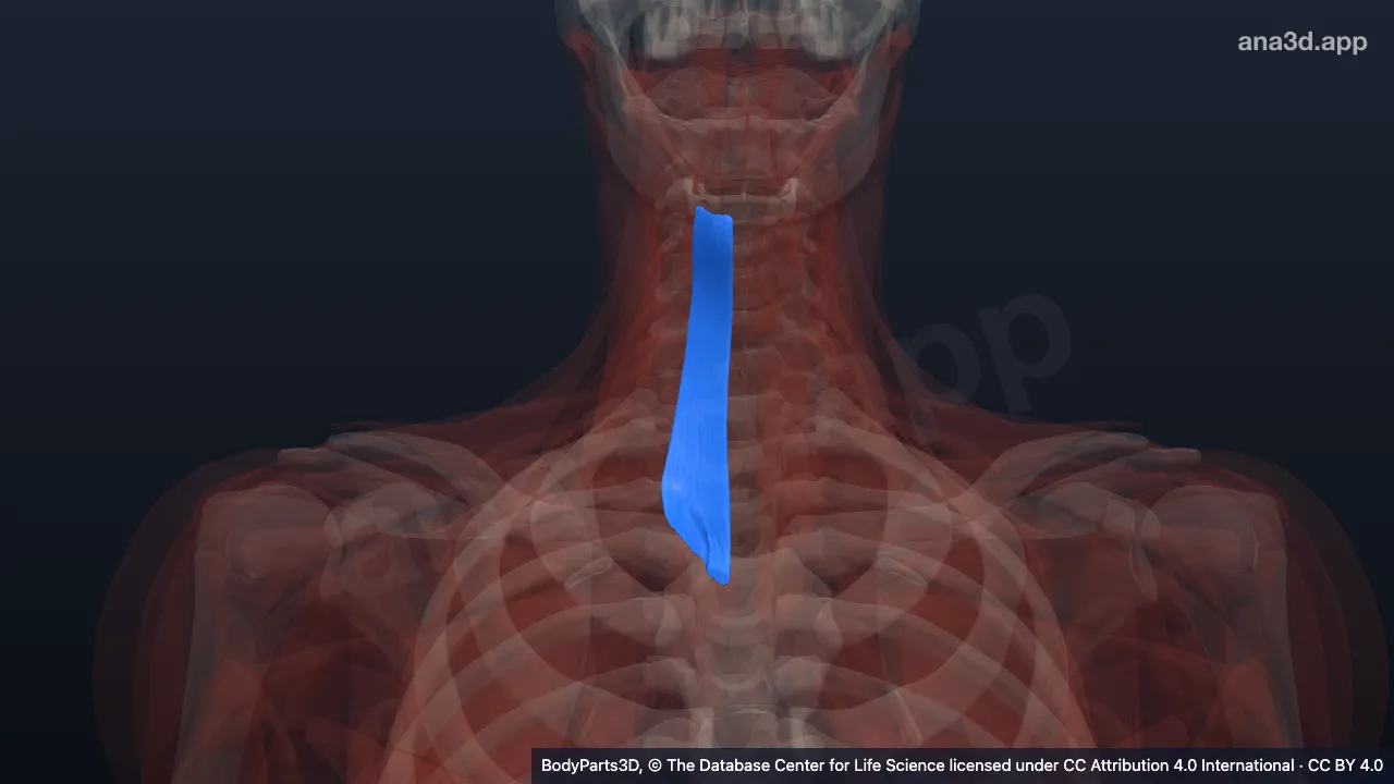 3D model: right sternohyoid