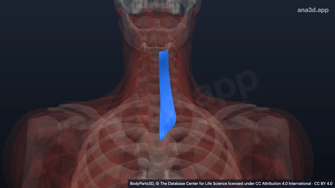 3D-Modell: Linker Musculus sternohyoideus