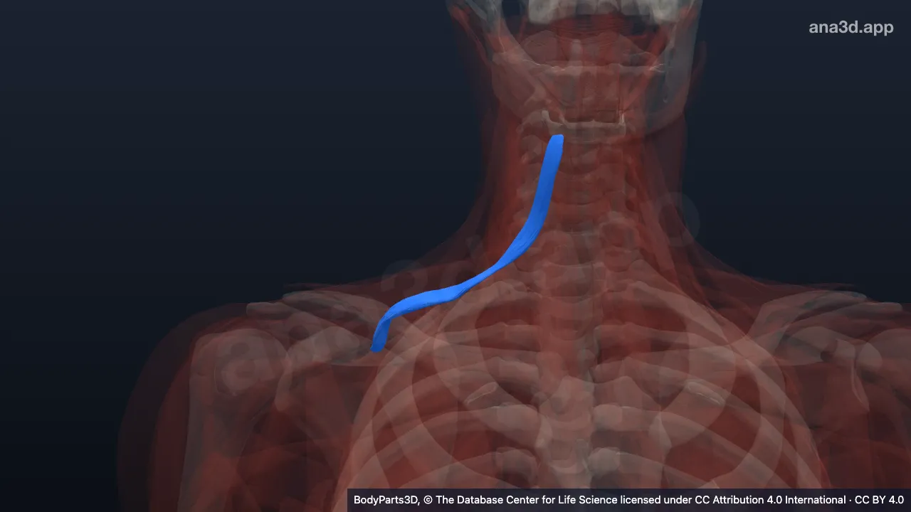 3D model: right omohyoid