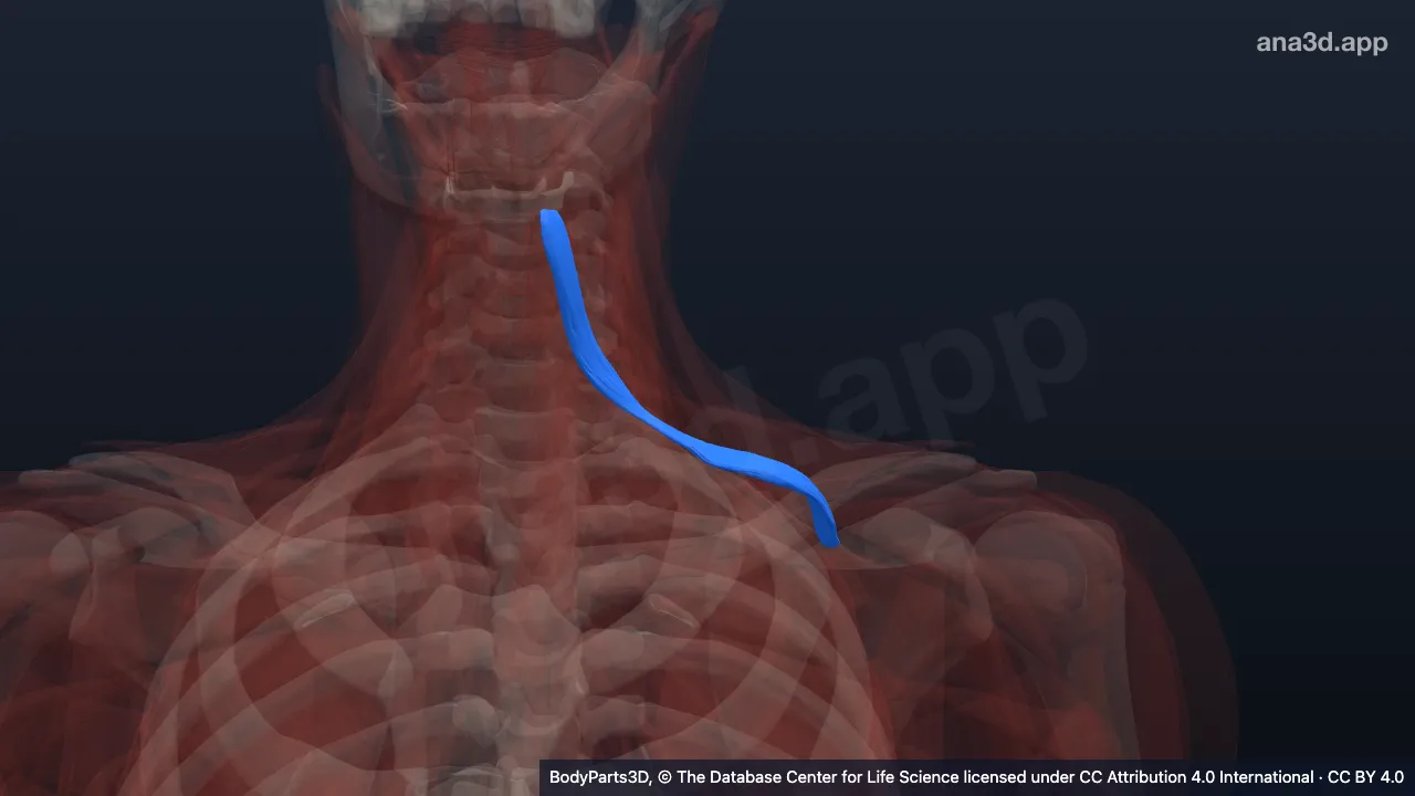 3D-Modell: Linker Musculus omohyoideus