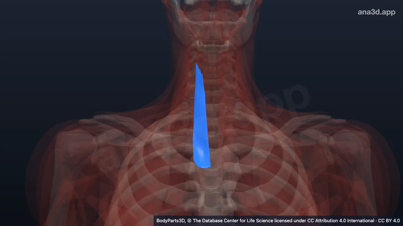 3D model: right sternothyroid