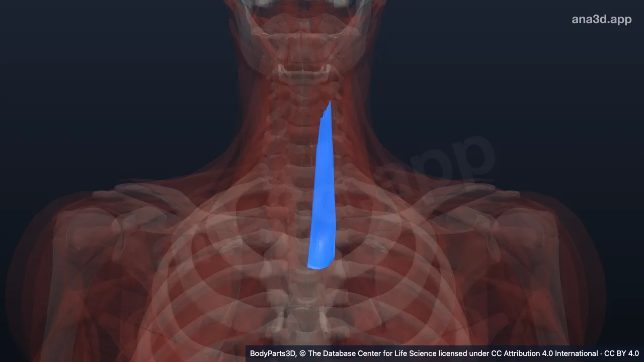 Mô hình 3D: Cơ ức giáp trái