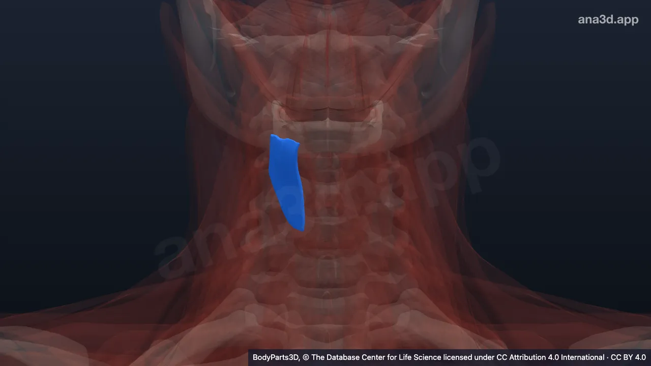 Mô hình 3D: Cơ giáp móng phải