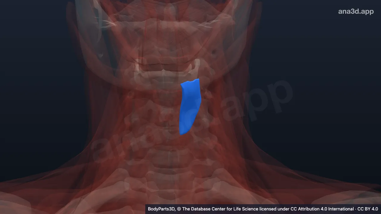 3D-Modell: Linker Musculus thyrohyoideus