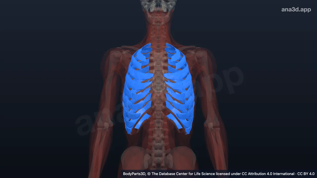 3D model: intercostal muscle