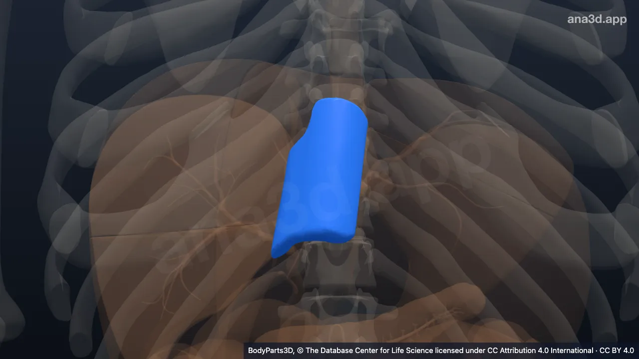 3D model: caudate lobe of liver