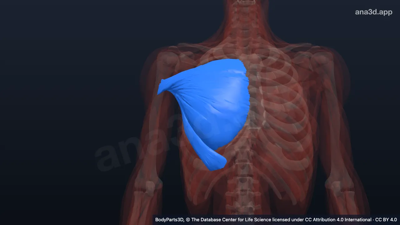 3D model: right pectoralis major