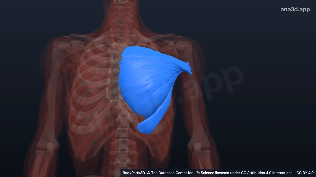 3D model: left pectoralis major