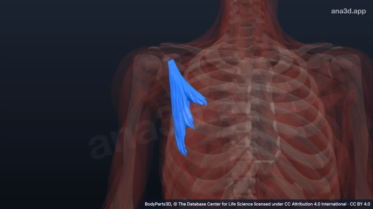 3D model: right pectoralis minor