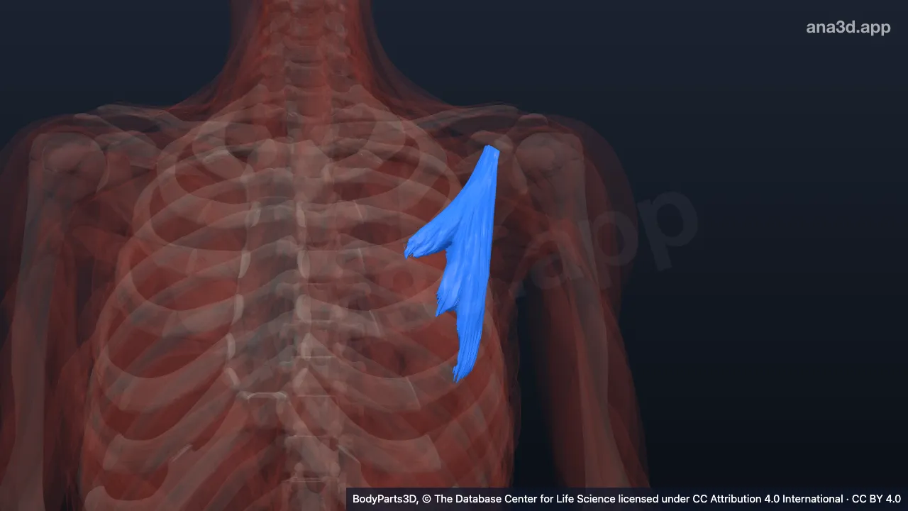Modèle 3D : Muscle petit pectoral gauche