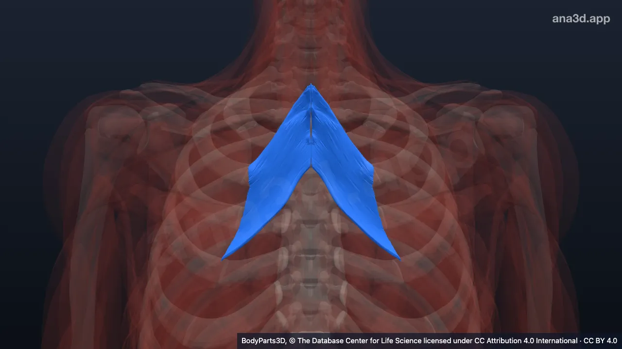 3D model: rhomboid major