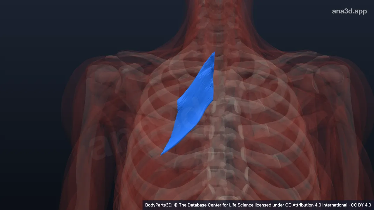 Modèle 3D : Muscle grand rhomboïde droit