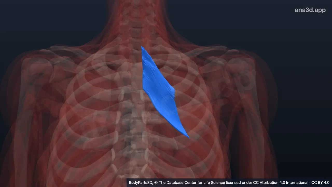 3D-Modell: Linker Musculus rhomboideus major